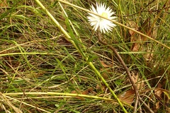 Helichrysum leucopsideum