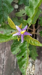 Solanum subinerme