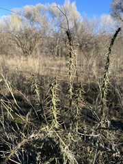 Cylindropuntia leptocaulis