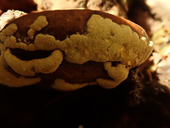 Trichoderma pulvinatum
