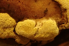 Trichoderma pulvinatum