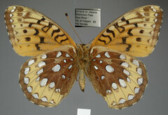 Speyeria cybele pseudocarpenteri