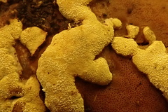 Trichoderma pulvinatum