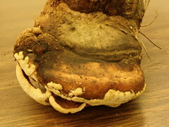 Trichoderma pulvinatum