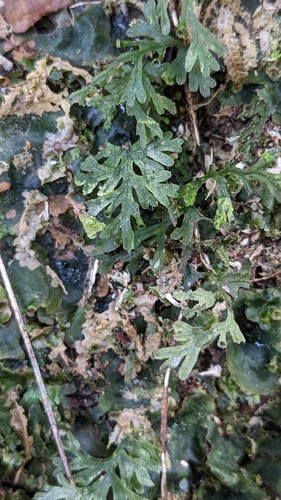 Crepidomanes humile (Crepidomanes humile)