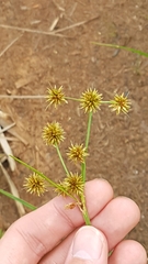 Rhynchospora holoschoenoides