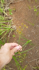 Rhynchospora holoschoenoides