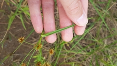 Rhynchospora holoschoenoides