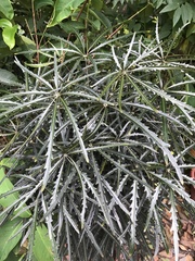 Plerandra elegantissima