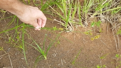 Rhynchospora holoschoenoides