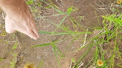 Rhynchospora holoschoenoides