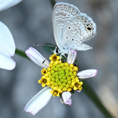 Hemiargus ceraunus astenidas