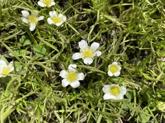 Ranunculus millanii