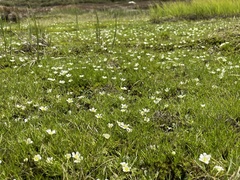 Ranunculus millanii