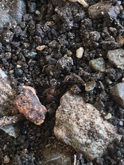 Tetramorium lanuginosum