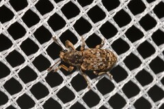Pelororhinus transversus