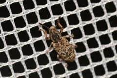 Pelororhinus transversus