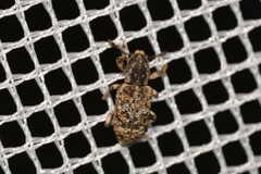 Pelororhinus transversus