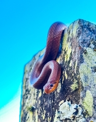 Galvarinus chilensis