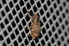 Pelororhinus transversus