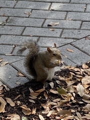 Sciurus carolinensis