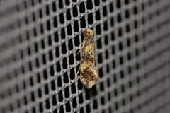 Monopis chrysogramma