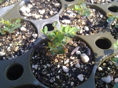 Eysenhardtia polystachya