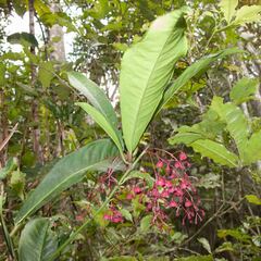 Tapeinosperma rubriscapum