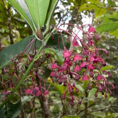 Tapeinosperma rubriscapum