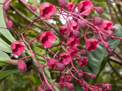 Tapeinosperma rubriscapum