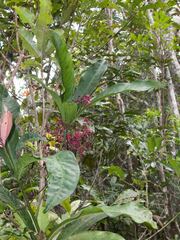 Tapeinosperma rubriscapum