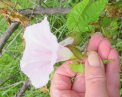 Calystegia sepium roseata