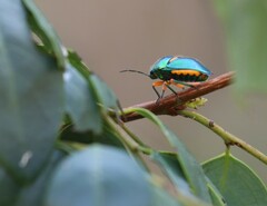 Lampromicra senator