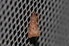 Glyphidoptera insignana