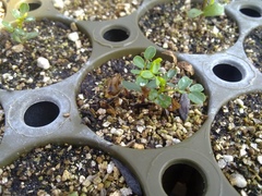 Eysenhardtia polystachya