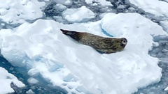 Leptonychotes weddellii