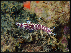 Hypselodoris whitei
