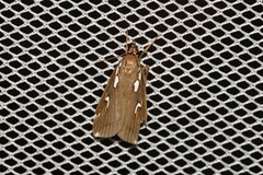 Perimeceta niphotypa