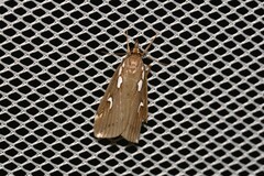 Perimeceta niphotypa