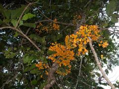 Oxera robusta
