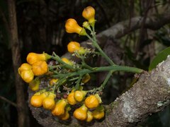 Oxera robusta