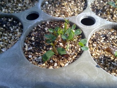 Eysenhardtia polystachya