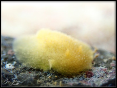 Doriopsis granulosa