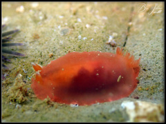 Dendrodoris fumata