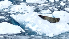 Leptonychotes weddellii