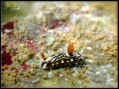 Hypselodoris zephyra