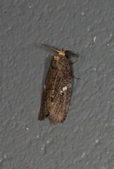 Archigargetta amydra