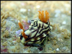 Hypselodoris zephyra