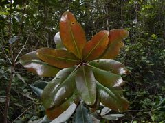 Metrosideros laurifolia