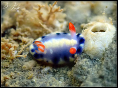 Hypselodoris infucata